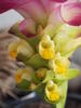 Curcuma Thailand